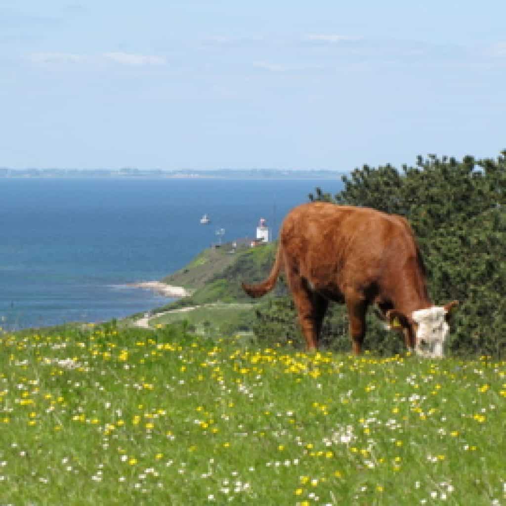 Vilde køer på Røsnæs, Sjælland