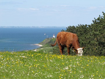 Lokaleleje 1 Vilde køer på Røsnæs, Sjælland